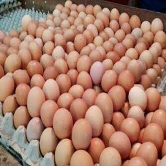 Telur Ayam
