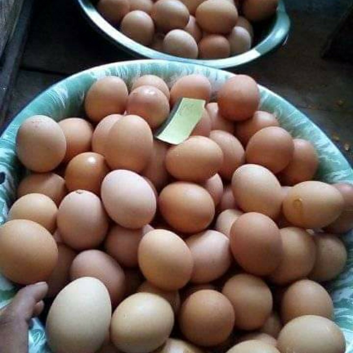 Telur Ayam