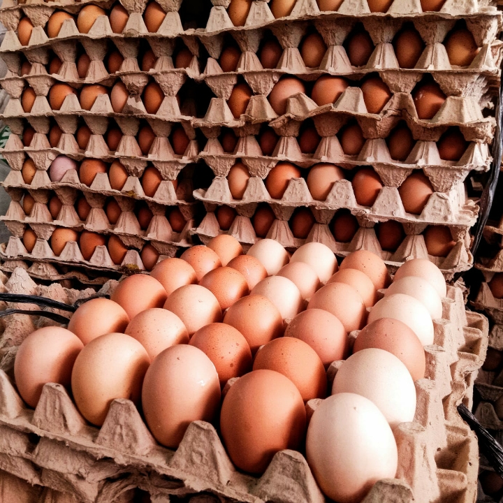 Telur Ayam