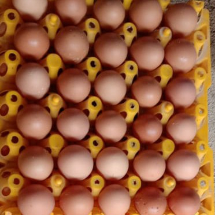 Telur Ayam 2