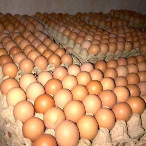 Telur Ayam 2