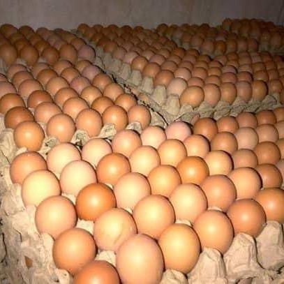 Telur Ayam Australia
