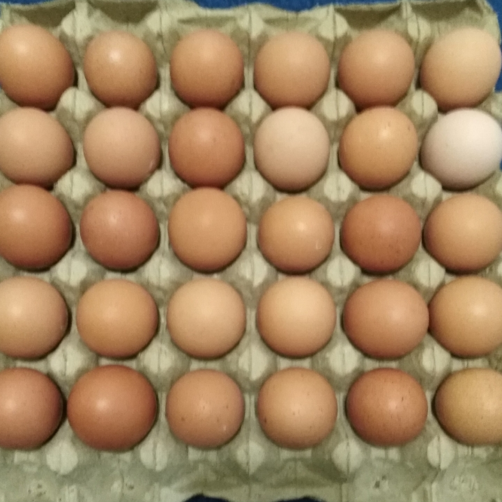 Telur Ayam Boiler B