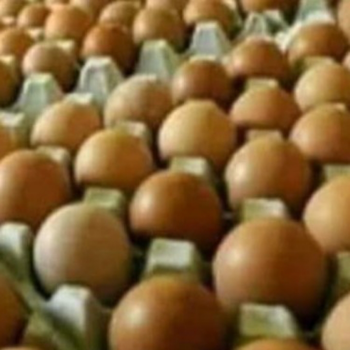 Telur Ayam Eropa