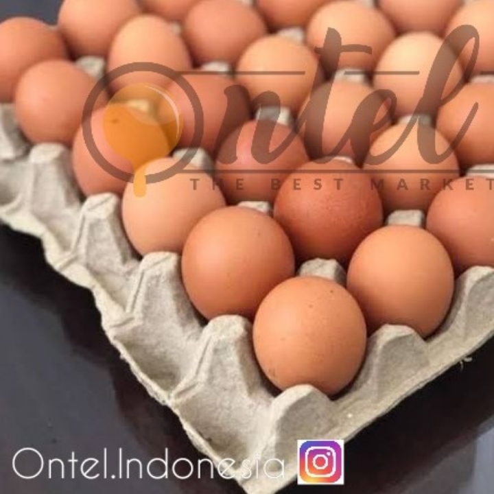 Telur Ayam Eropa