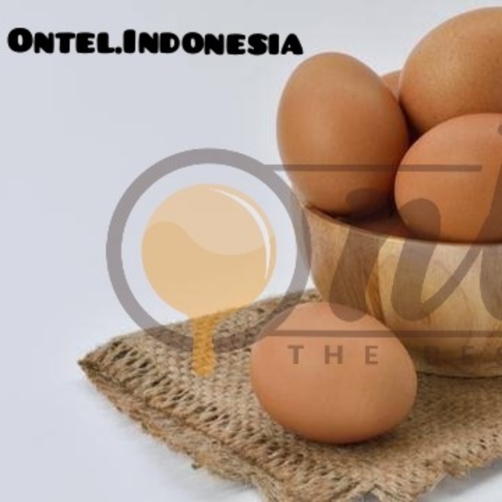 Telur Ayam Eropa 2