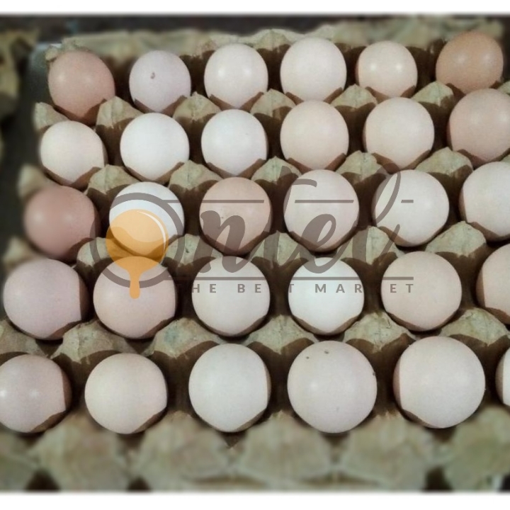 Telur Ayam Kampung