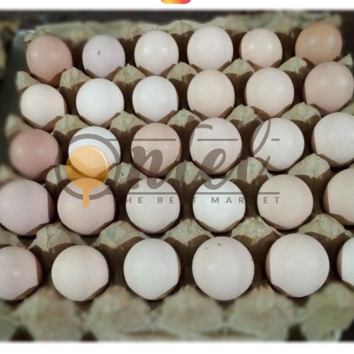 Telur Ayam Kampung 2