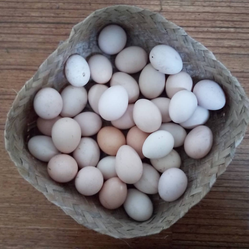 Telur Ayam Kampung Mentah