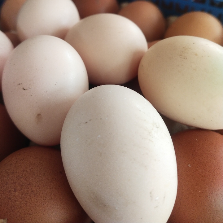 Telur Ayam Kampung Perbutir