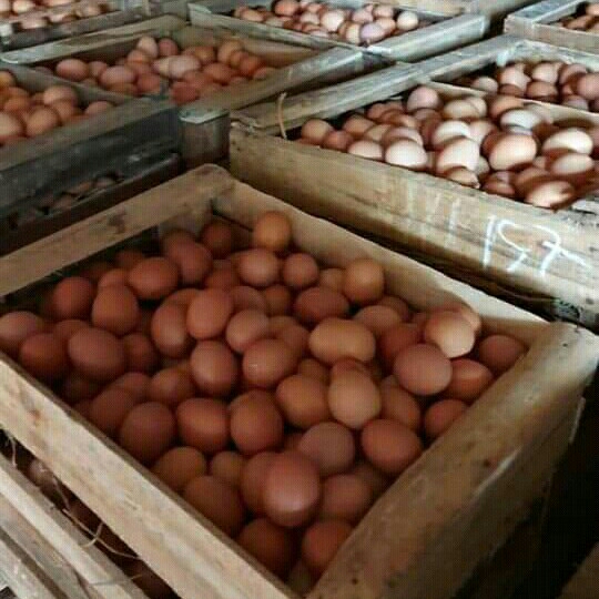 Telur Ayam Lehor