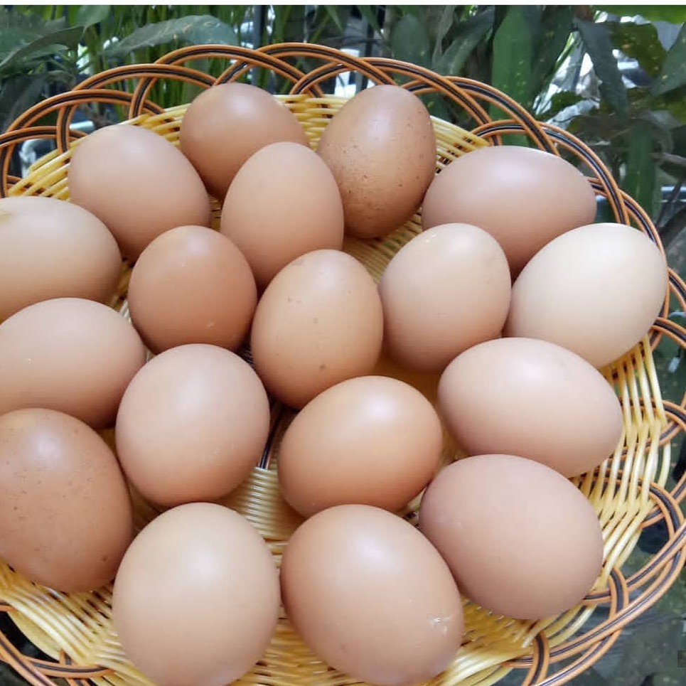 Telur Ayam Mentah