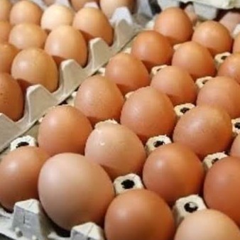 Telur Ayam Negeri