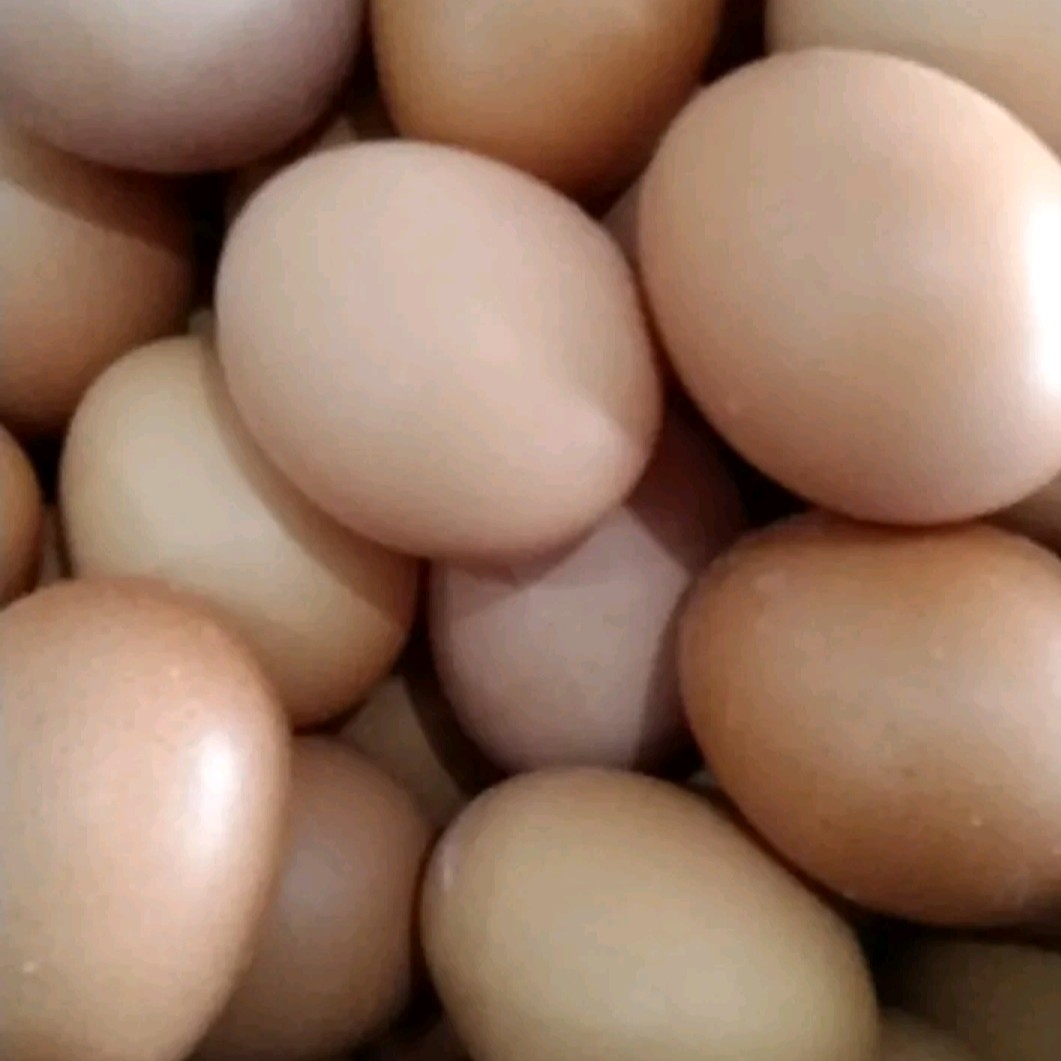 Telur Ayam Negeri 1kg
