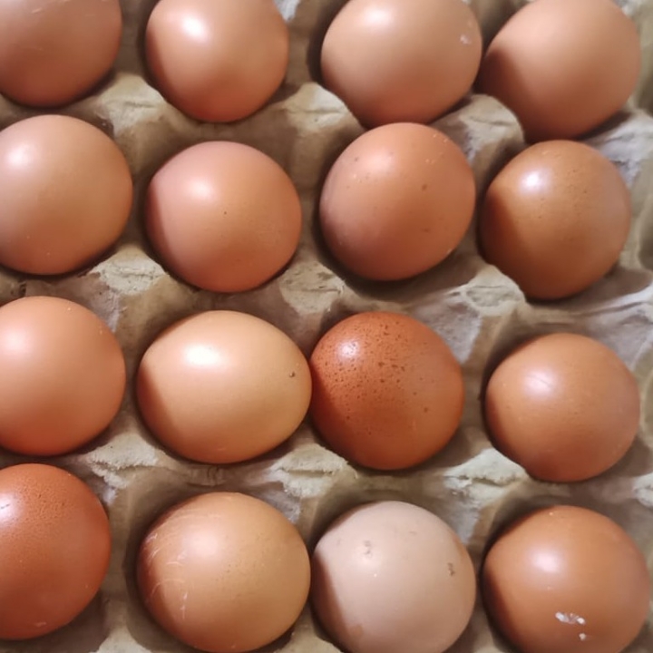 Telur Ayam Negeri 1kg