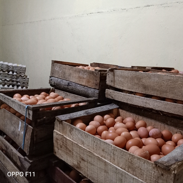 Telur Ayam Ras  4
