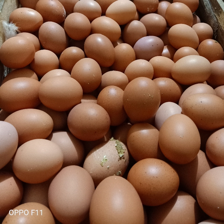 Telur Ayam Ras  5