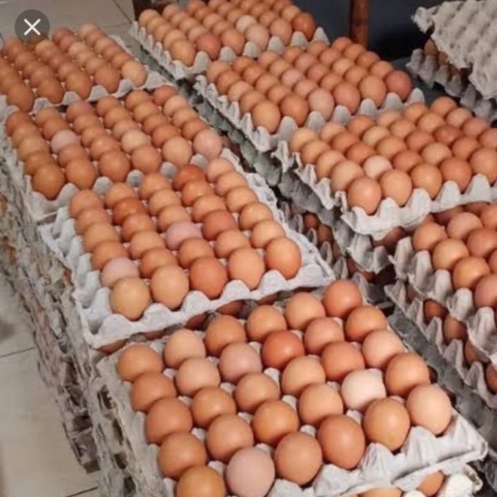 Telur Ayam Ras