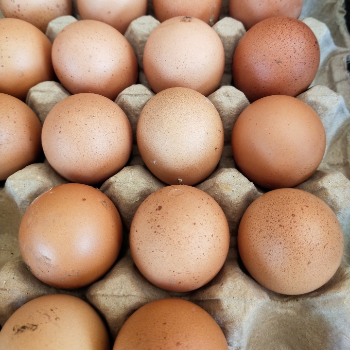 Telur Ayam Ras