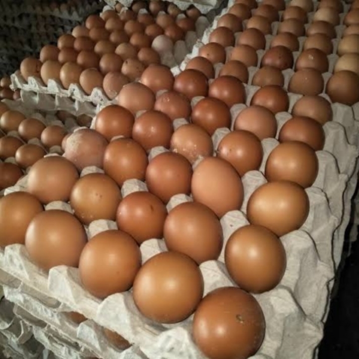 Telur Ayam Ras 2