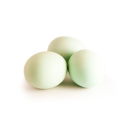 Telur Bebek