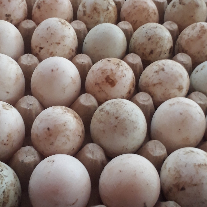 Telur Bebek 2