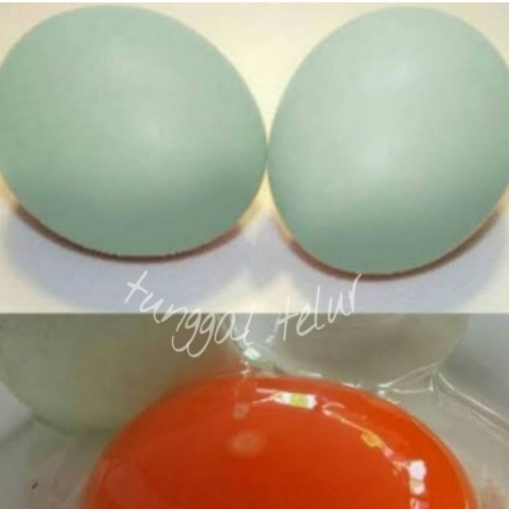 Telur Bebek 3