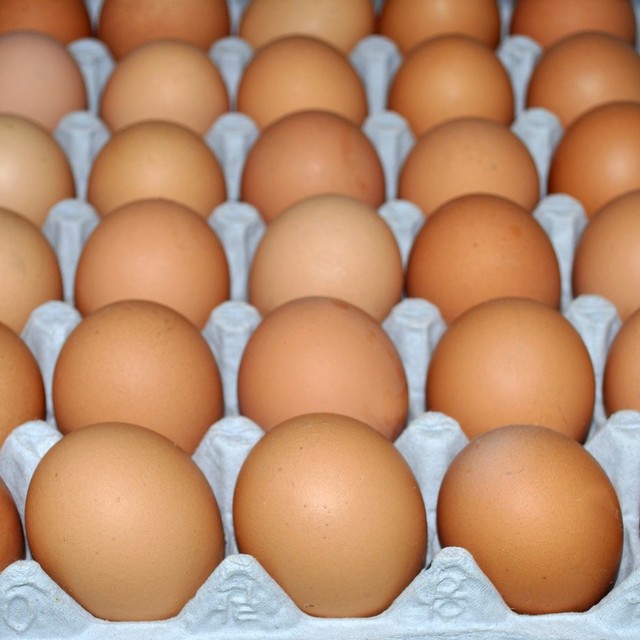 Telur Besar