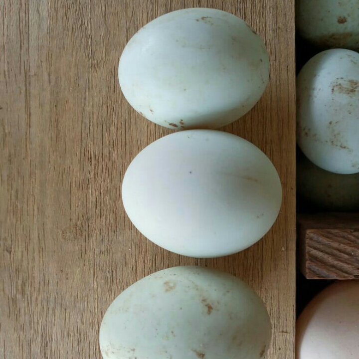 Telur Itik