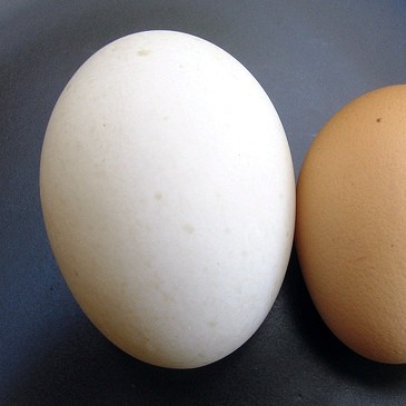 Telur Organik Taudaya per Tray