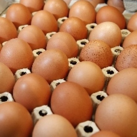 Telur Organik Taudaya Medium Per Tray