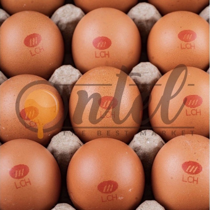Telur Premium LCH