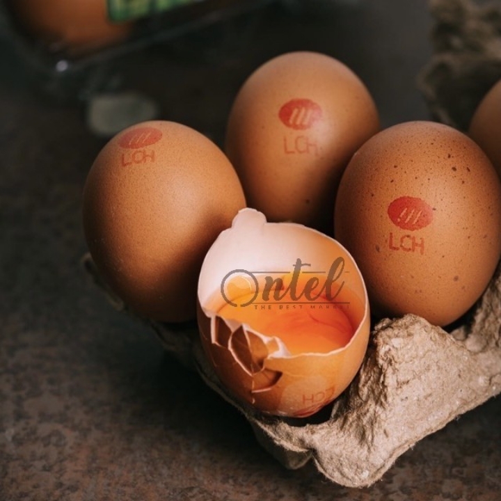 Telur Premium LCH 2