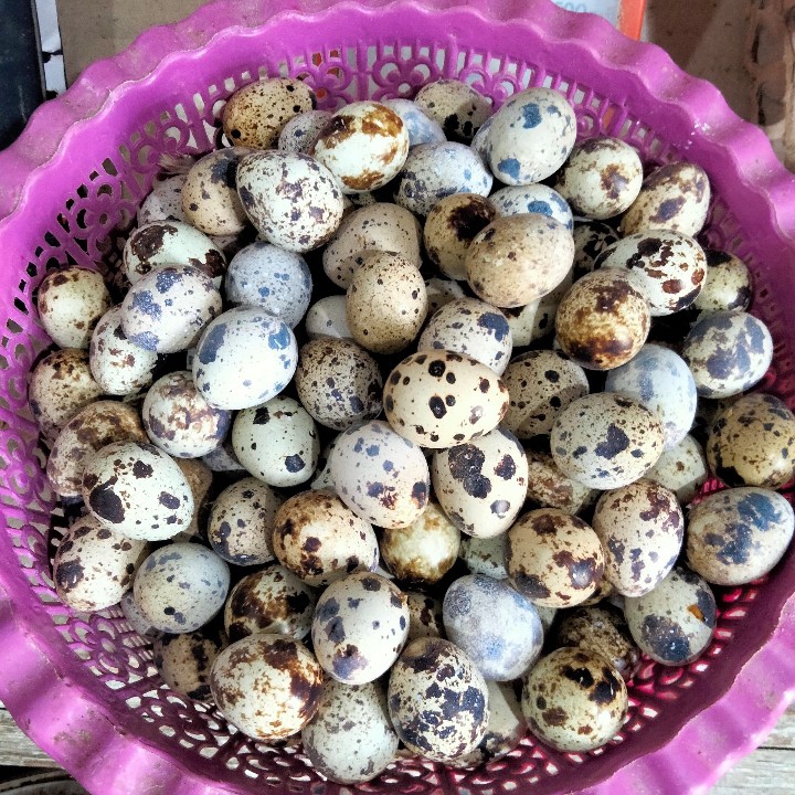 Telur Puyuh