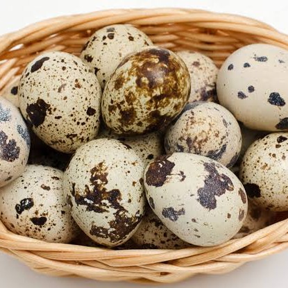 Telur Puyuh