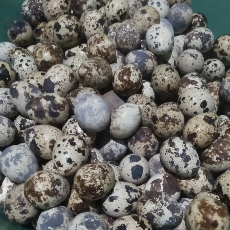 Telur Puyuh 1 Pack