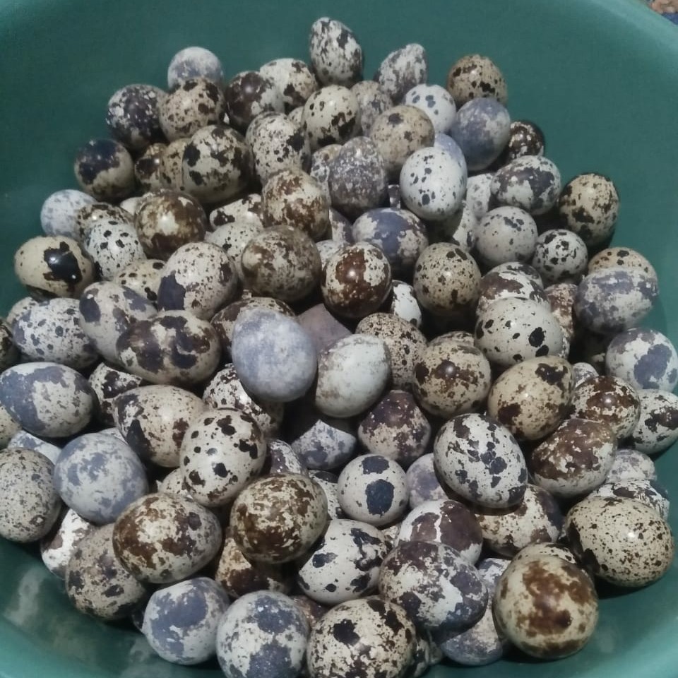 Telur Puyuh 15 Butir 2