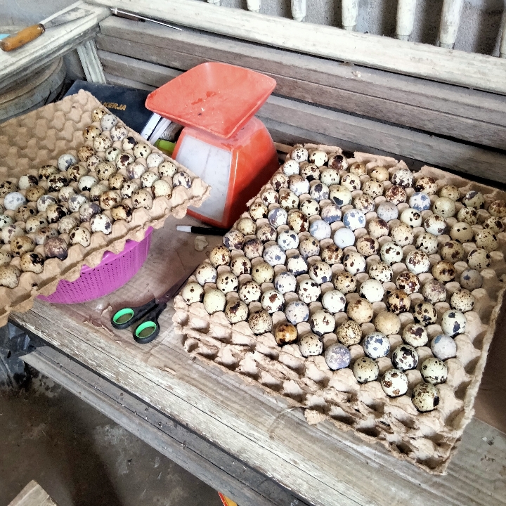 Telur Puyuh Konsumsi 2