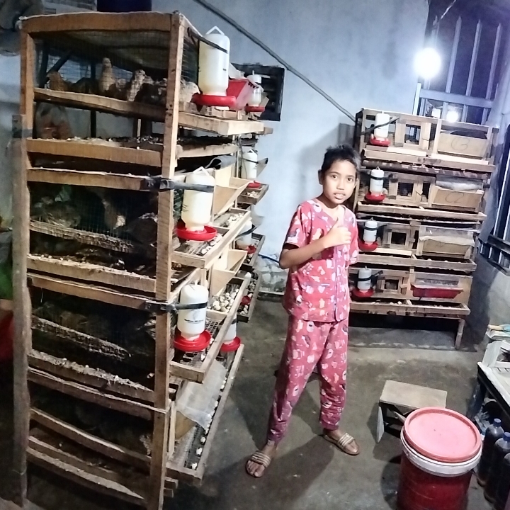 Telur Puyuh Konsumsi 3