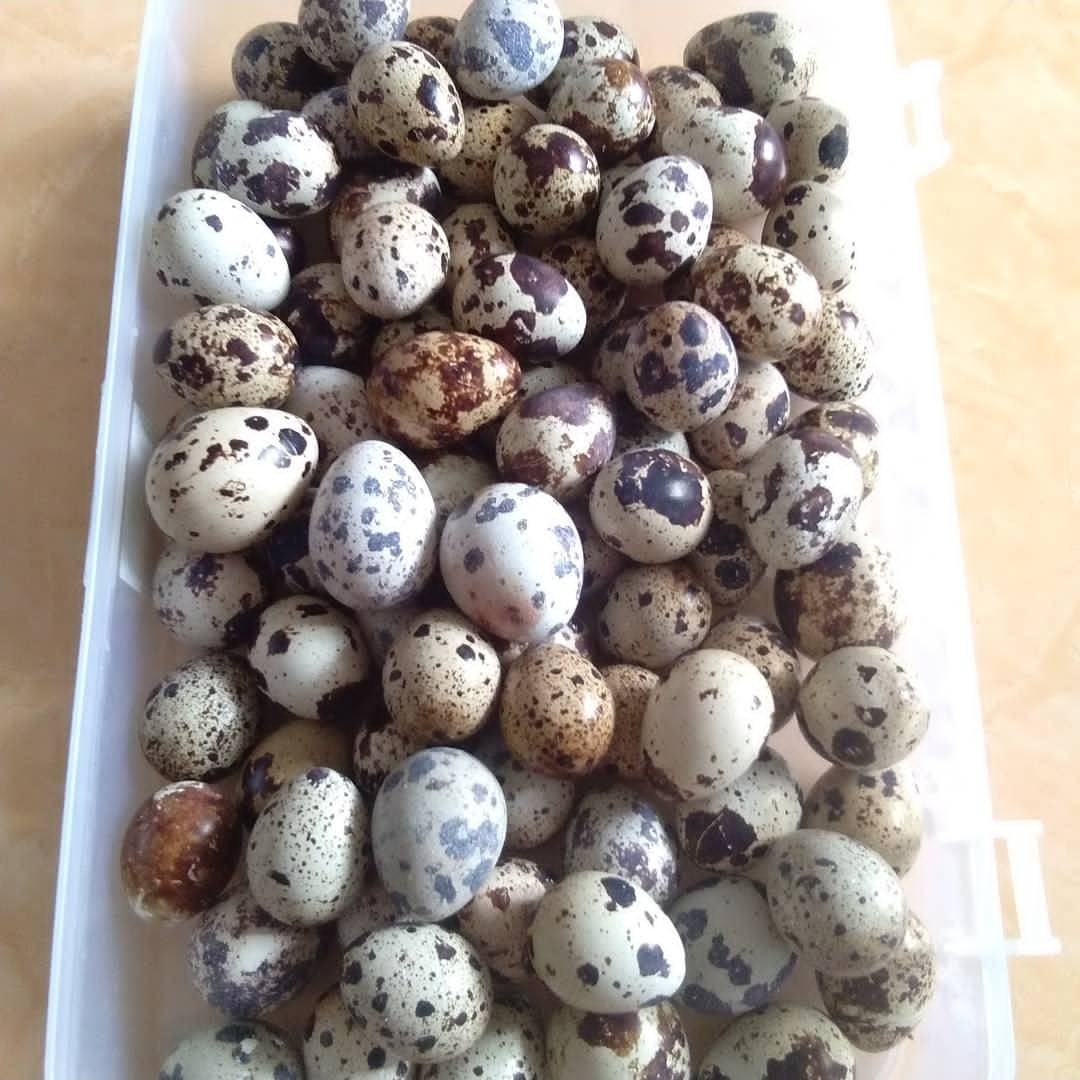 Telur Puyuh Mentah