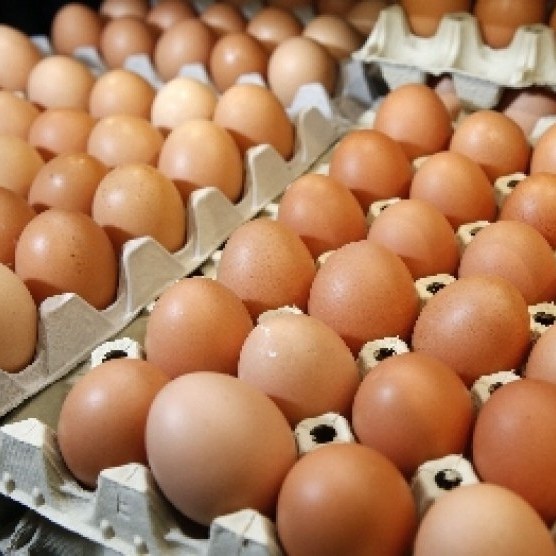 Telur Tanggung Per Tray
