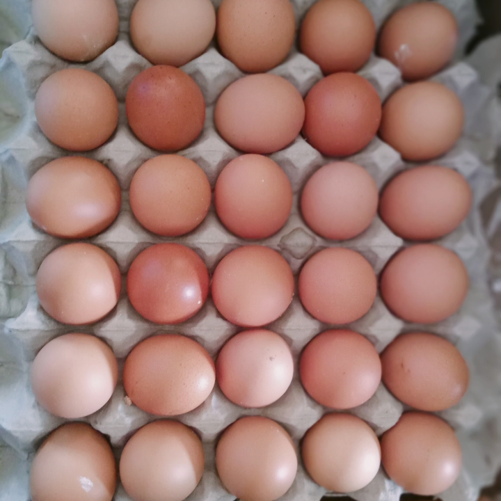Telur ras ecer