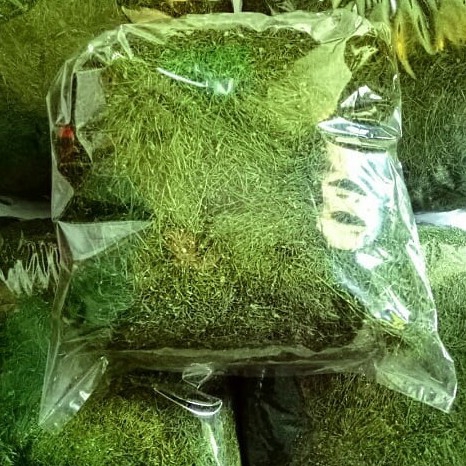 Tembakau GAYO ACEH  2