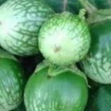 Terong Bulat Hijau