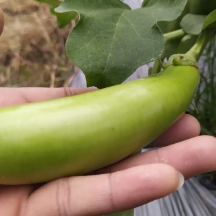 Terong Hijau 1 Kg