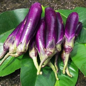 Terong Ungu