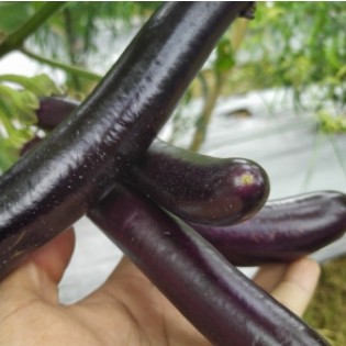 Terong Ungu 1 Kg