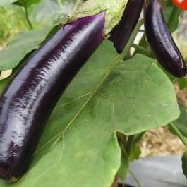 Terong Ungu 1 Kg 2