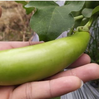 Terung Hijau 500 gr