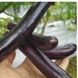 Terung Ungu 500 gr